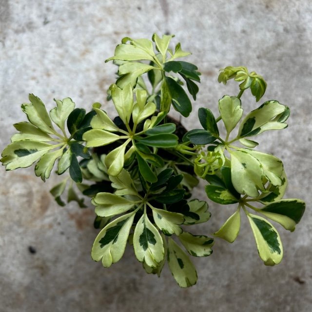 Schefflera arboricola 'Janine' (Umbrella plant) Between Two Thorns