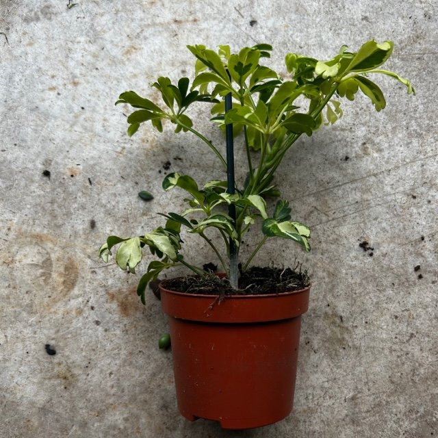 Schefflera arboricola &