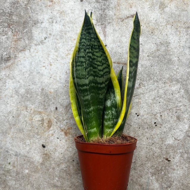 Sansevieria &