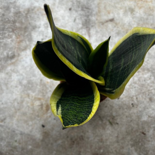 Sansevieria &