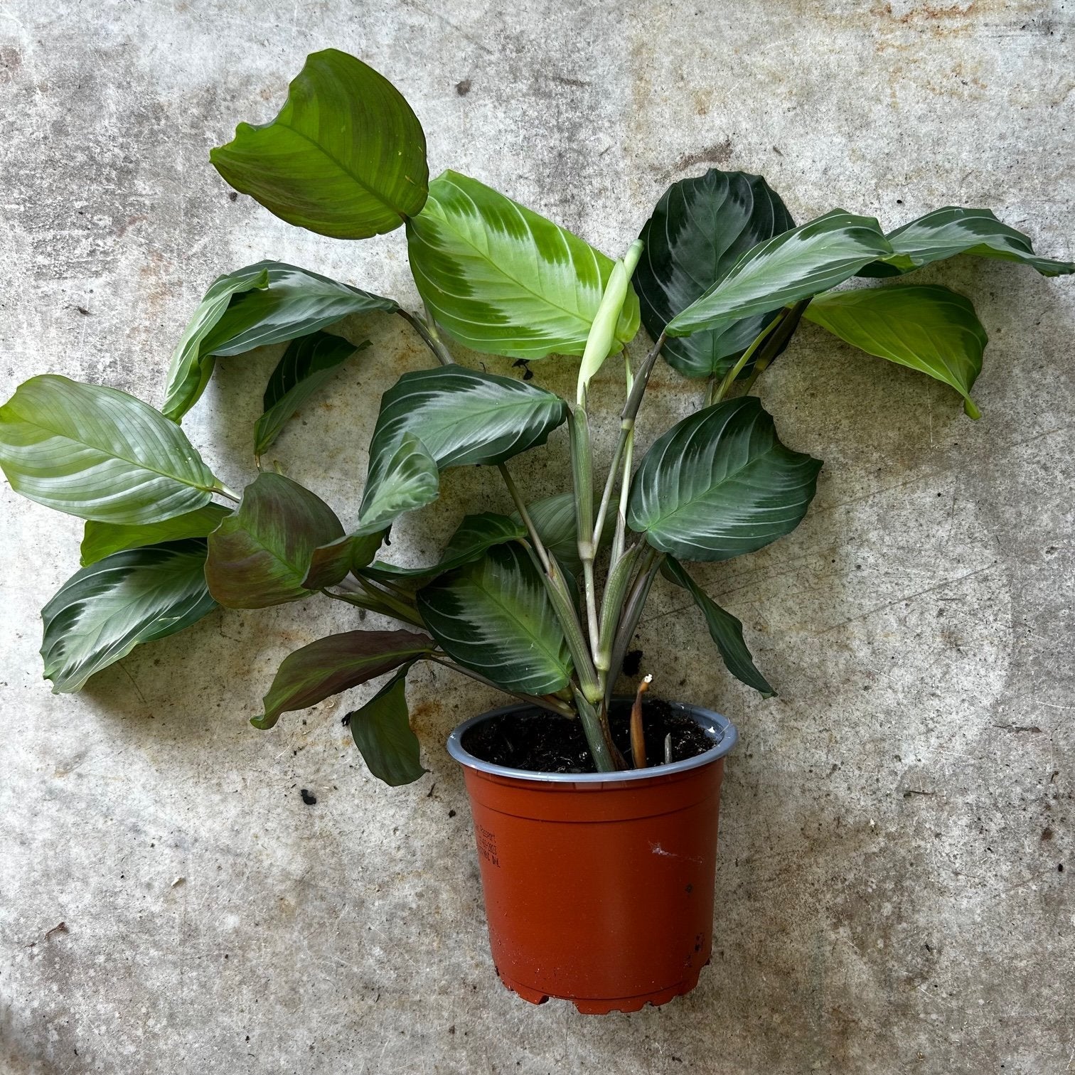 Maranta silver band (prayer plant)