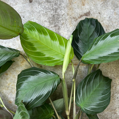 Maranta silver band (prayer plant)