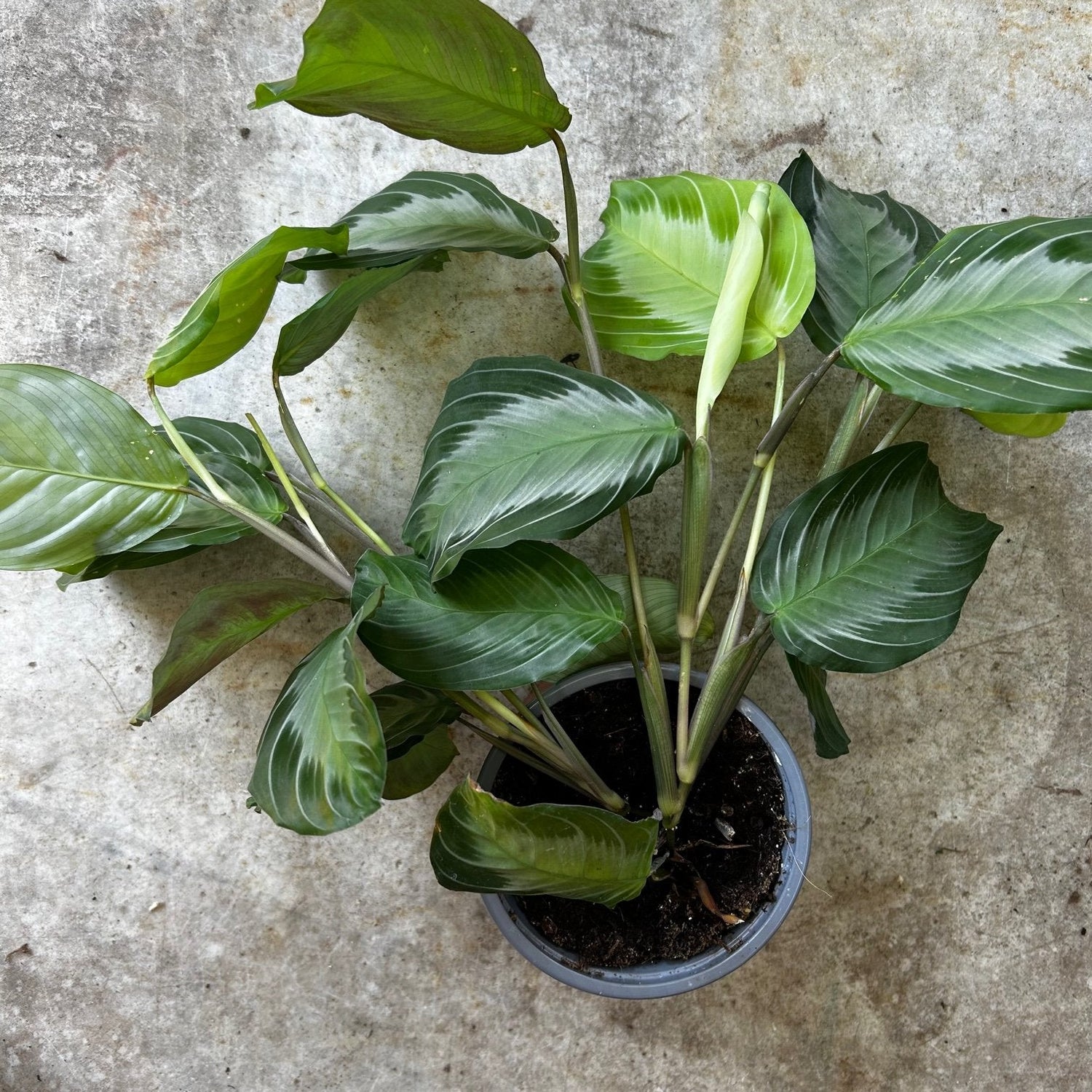 Maranta silver band (prayer plant)