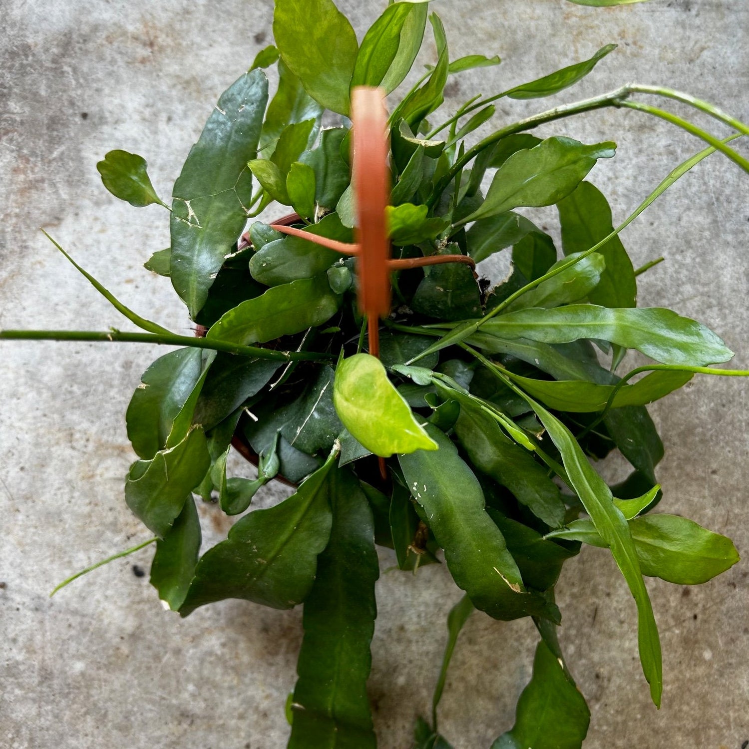 Epiphyllum pumilum (Orchid cactus) in hanging pot