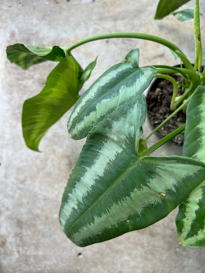 Schismatoglottis wallichii (Drop tongue plant)