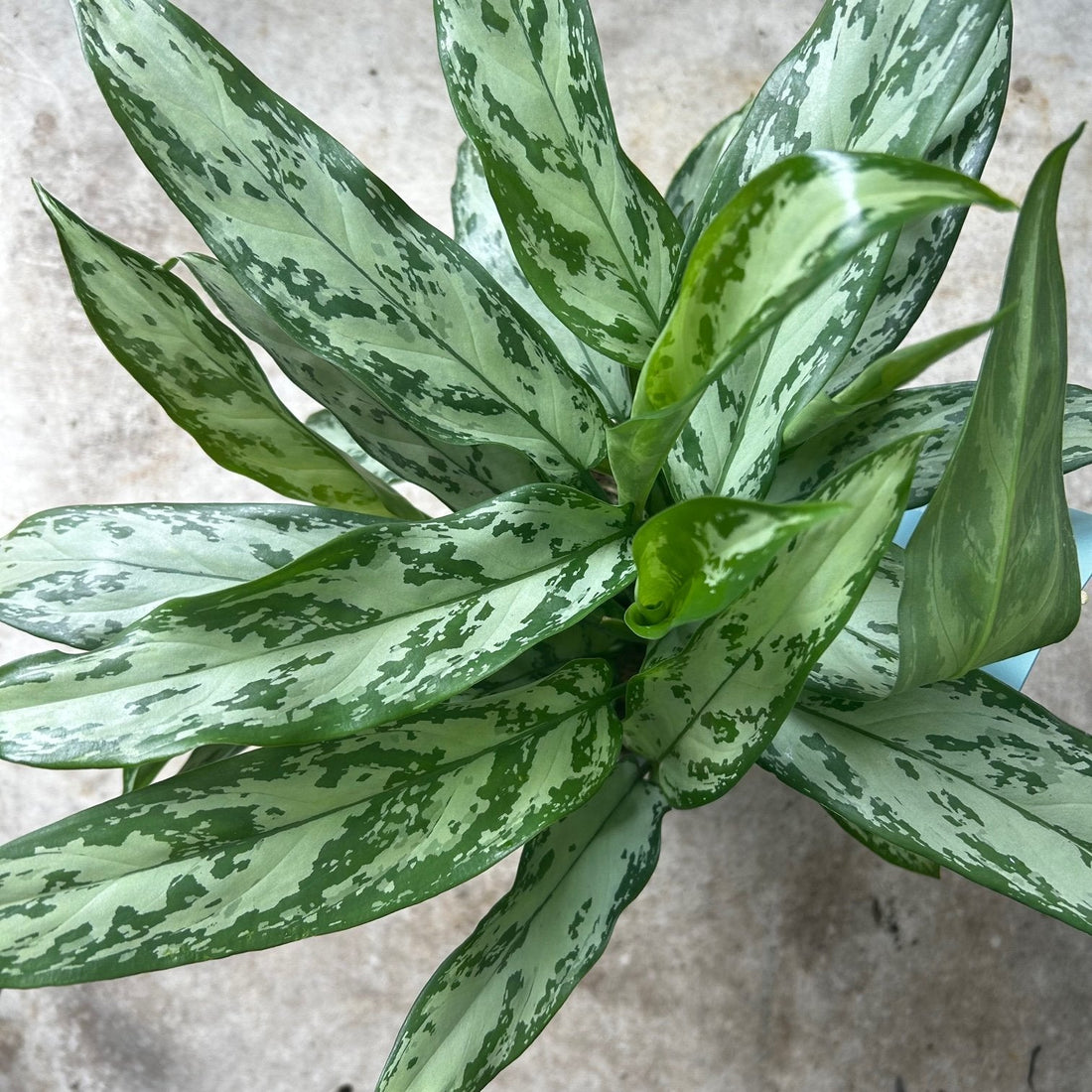 Aglaonema &