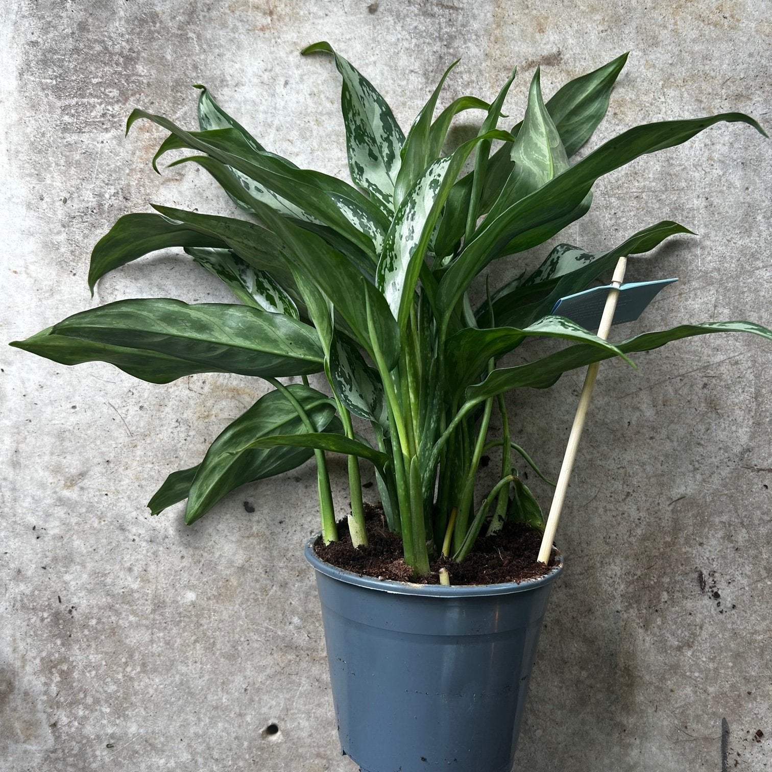 Aglaonema &