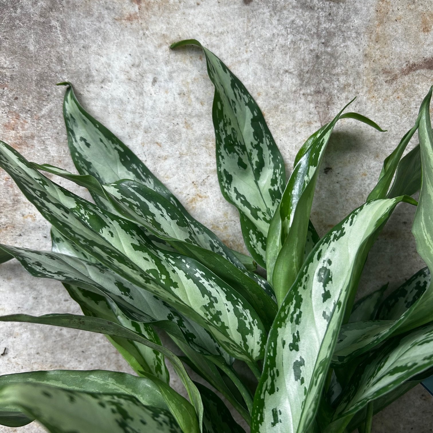 Aglaonema &