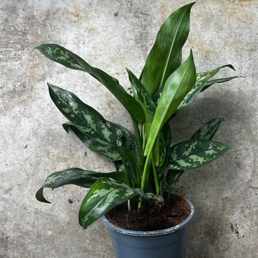 Aglaonema &