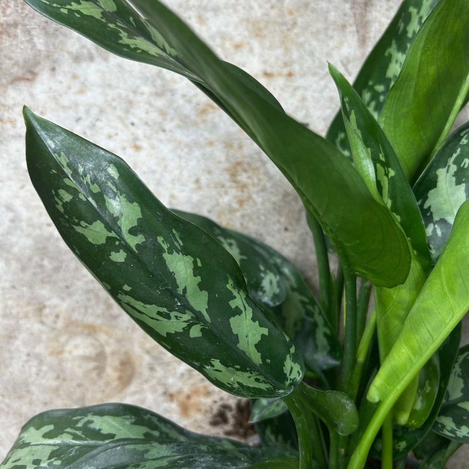 Aglaonema &