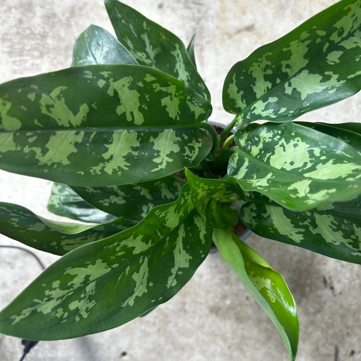 Aglaonema &