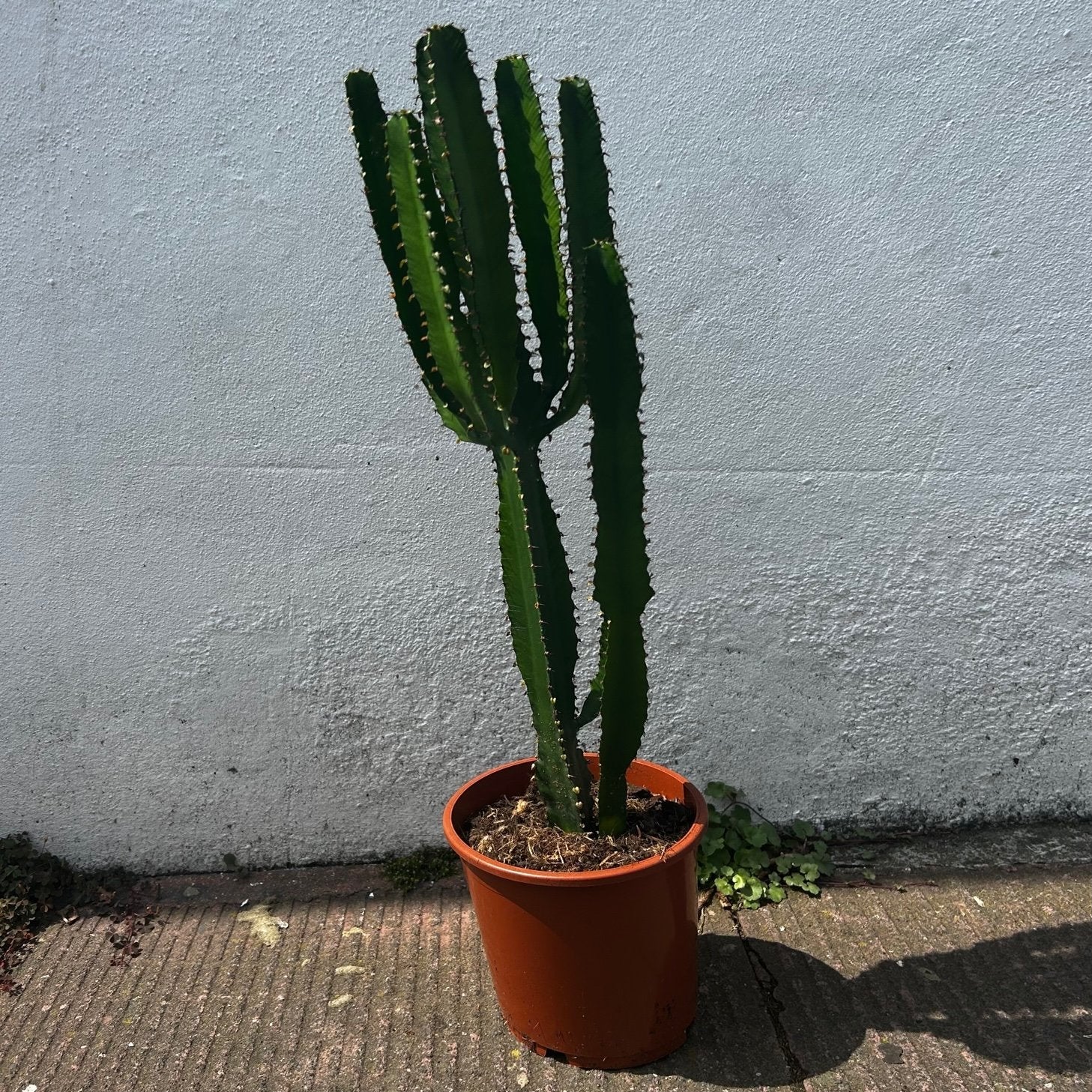 Euphorbia triangularis (African milk tree- Succulent tree)