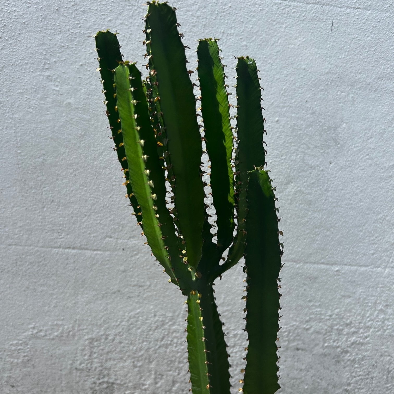 Euphorbia triangularis (African milk tree- Succulent tree)