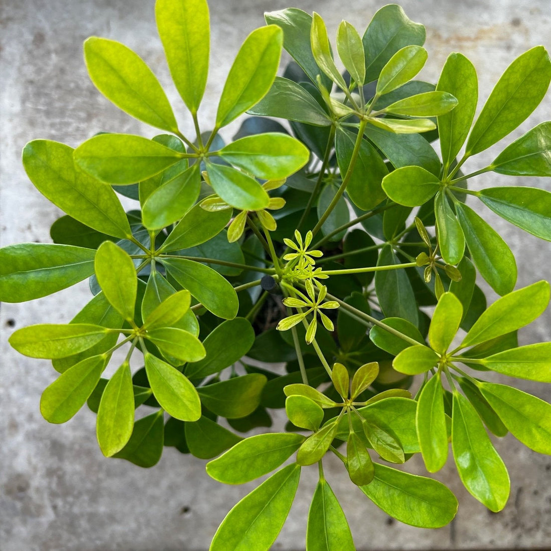 Schefflera arboricola &