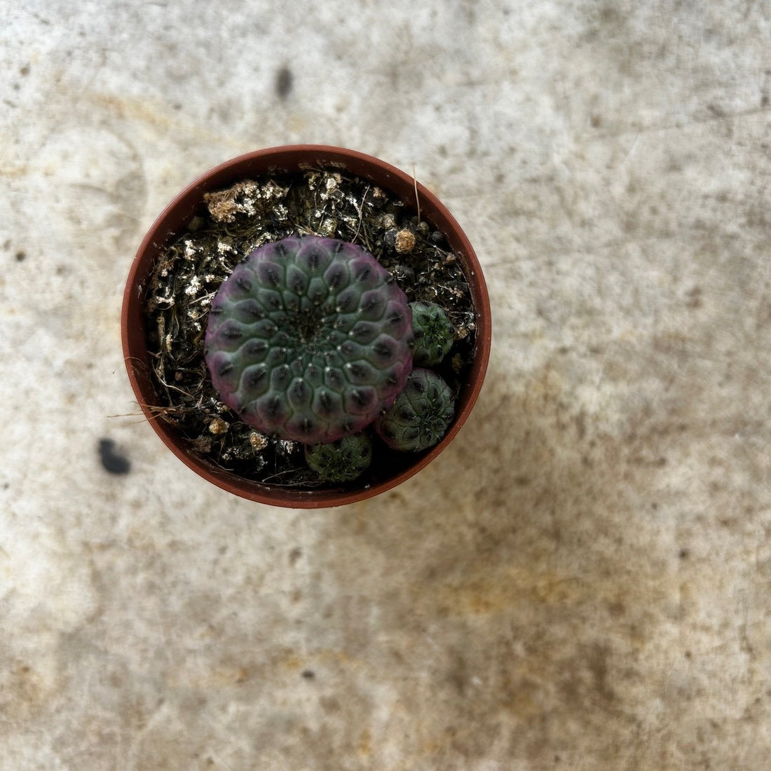 Sulcorebutia rauschii f. violacidermisi (small purple RARE cactus)