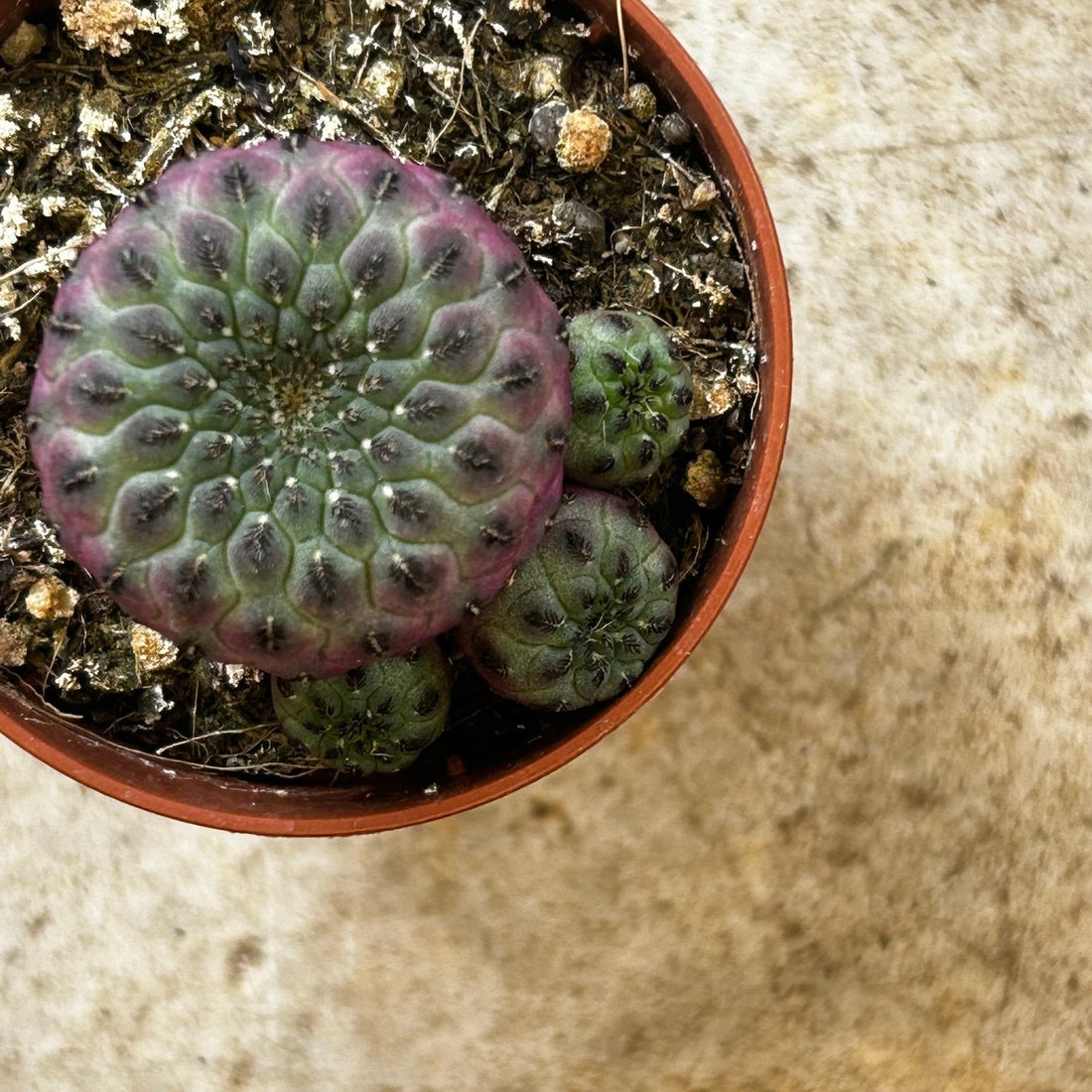 Sulcorebutia rauschii f. violacidermisi (small purple RARE cactus)