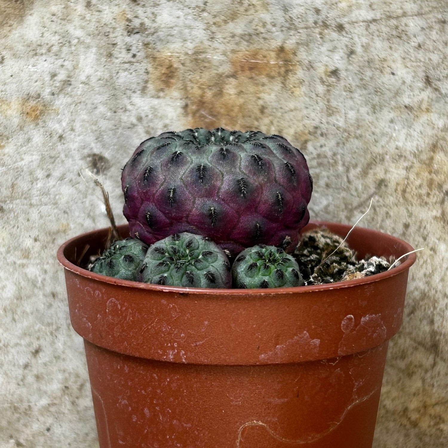 Sulcorebutia rauschii f. violacidermisi (small purple RARE cactus)