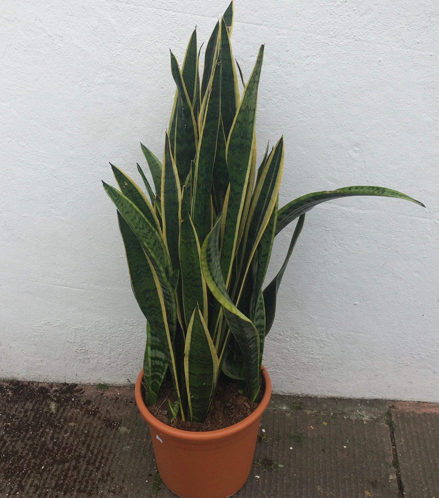 Sansevieria trifasciata &