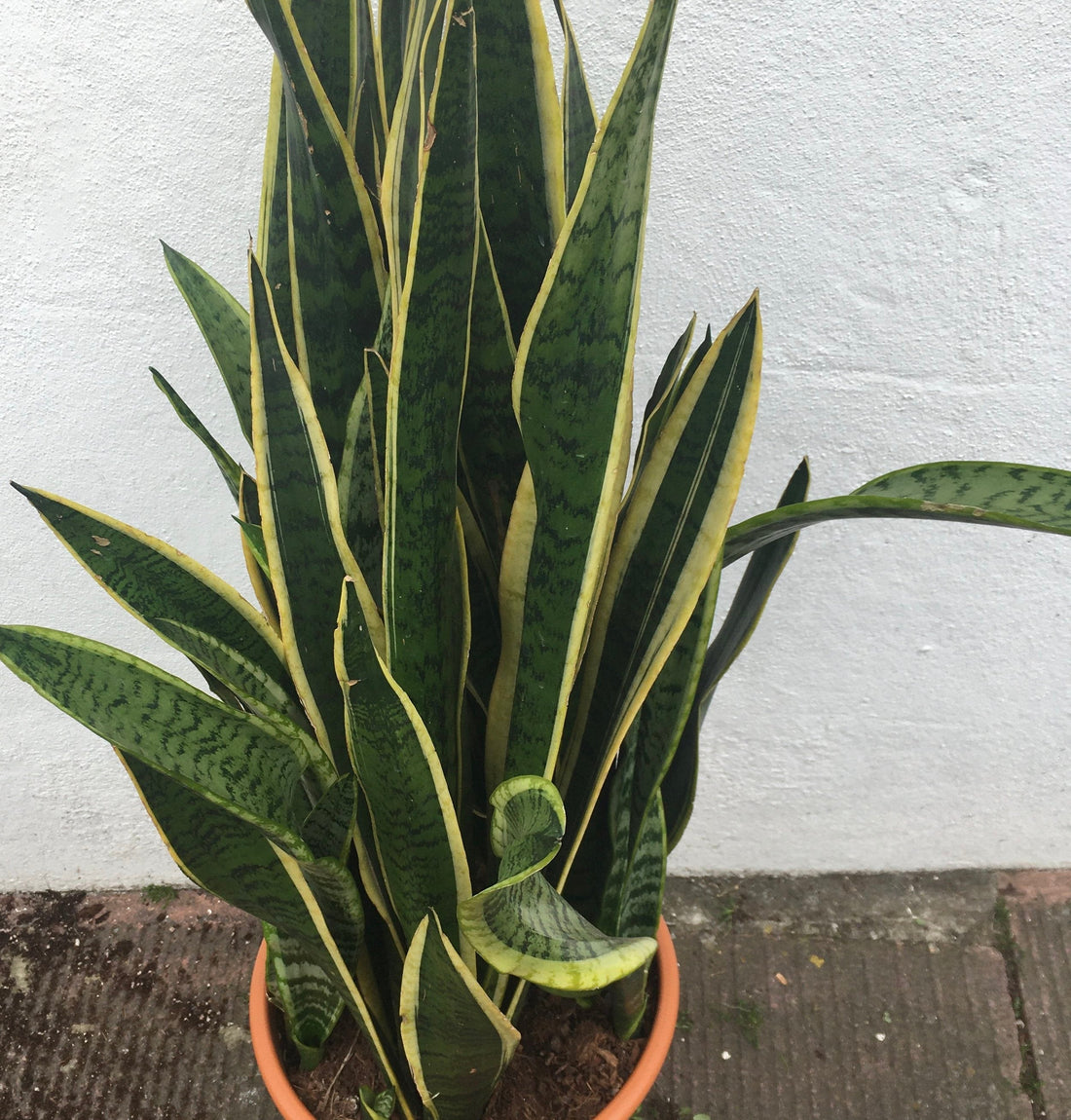 Sansevieria trifasciata &