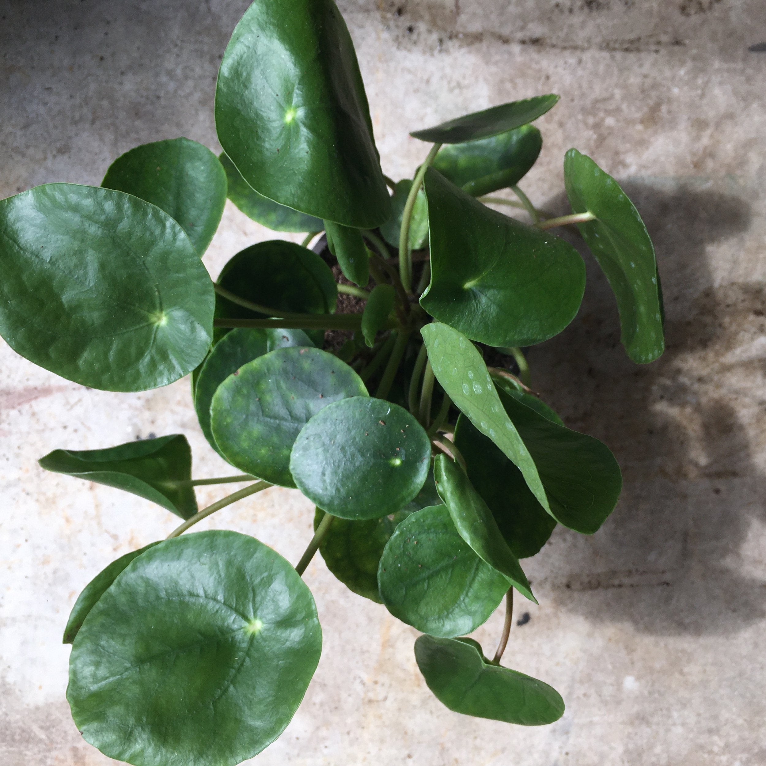 Pilea peperomoides (Chinese Money Plant) Various sizes