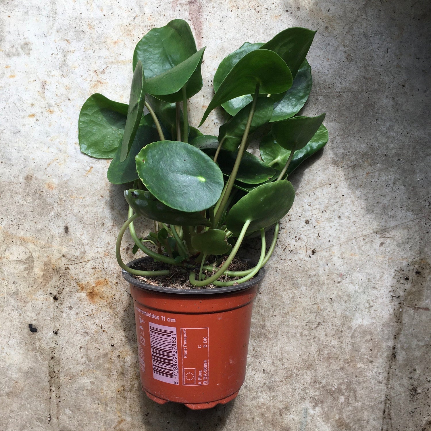 Pilea peperomoides (Chinese Money Plant) Various sizes