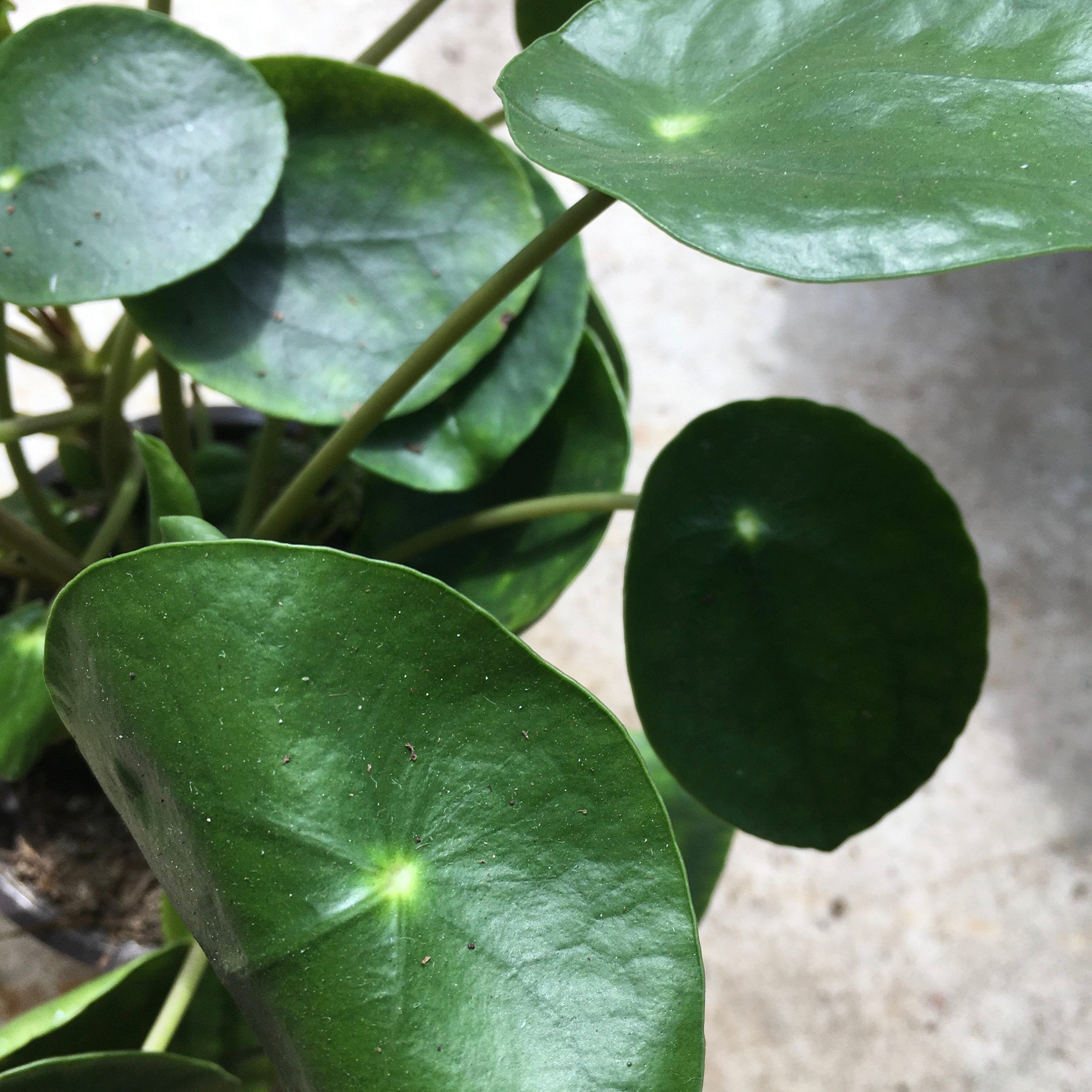 Pilea peperomoides (Chinese Money Plant) Various sizes