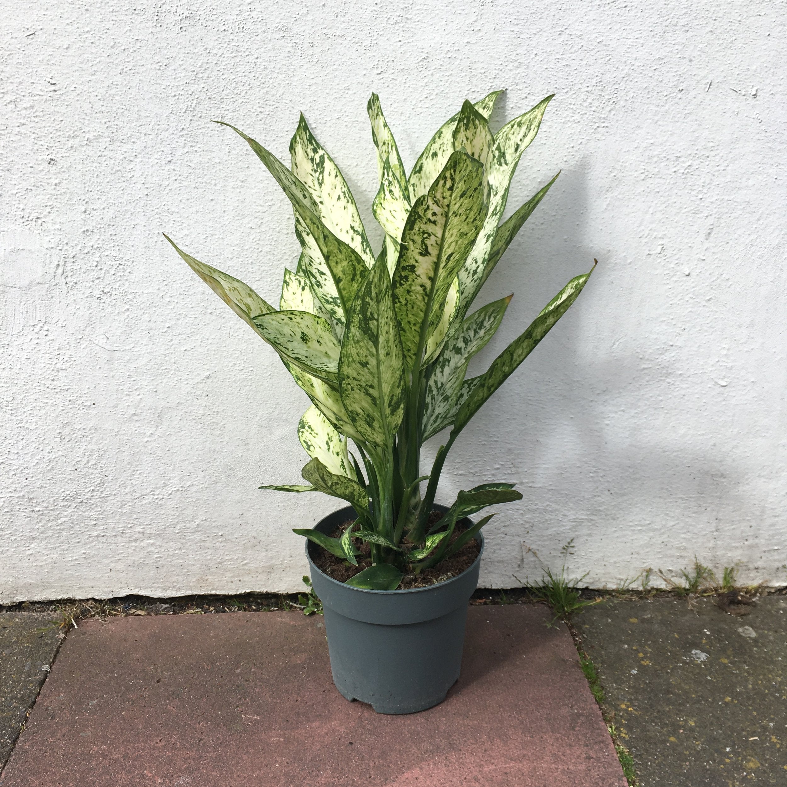 Dieffenbachia &