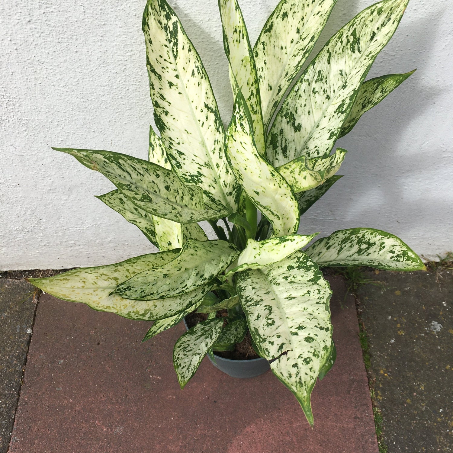 Dieffenbachia &