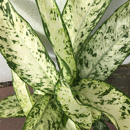 Dieffenbachia &