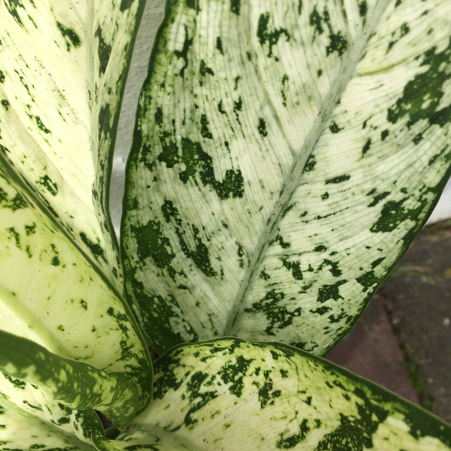 Dieffenbachia &