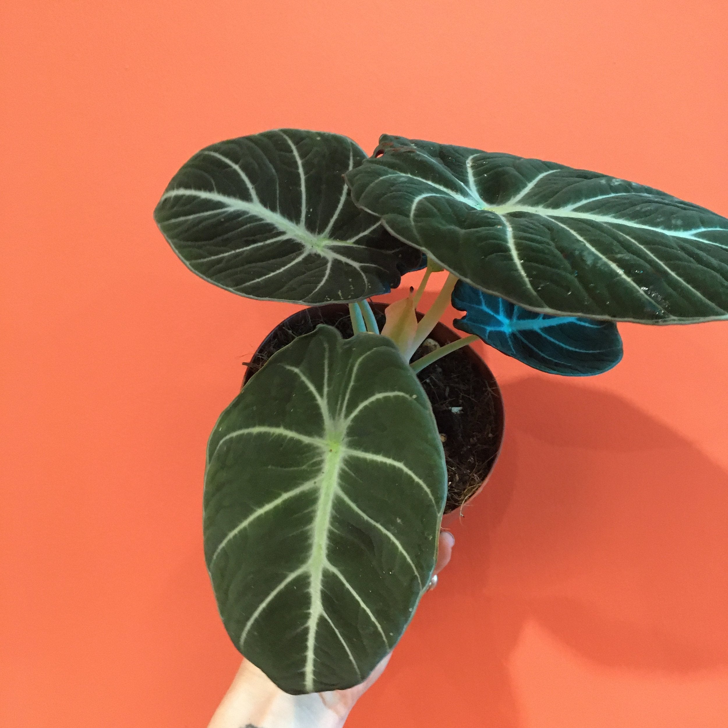 Alocasia reginula (Black Velvet/ Elephant Ear)