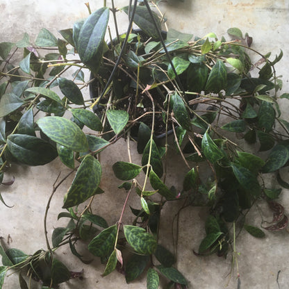 Aeschynanthus marmoratus (Zebra Vine/ Lipstick plant)