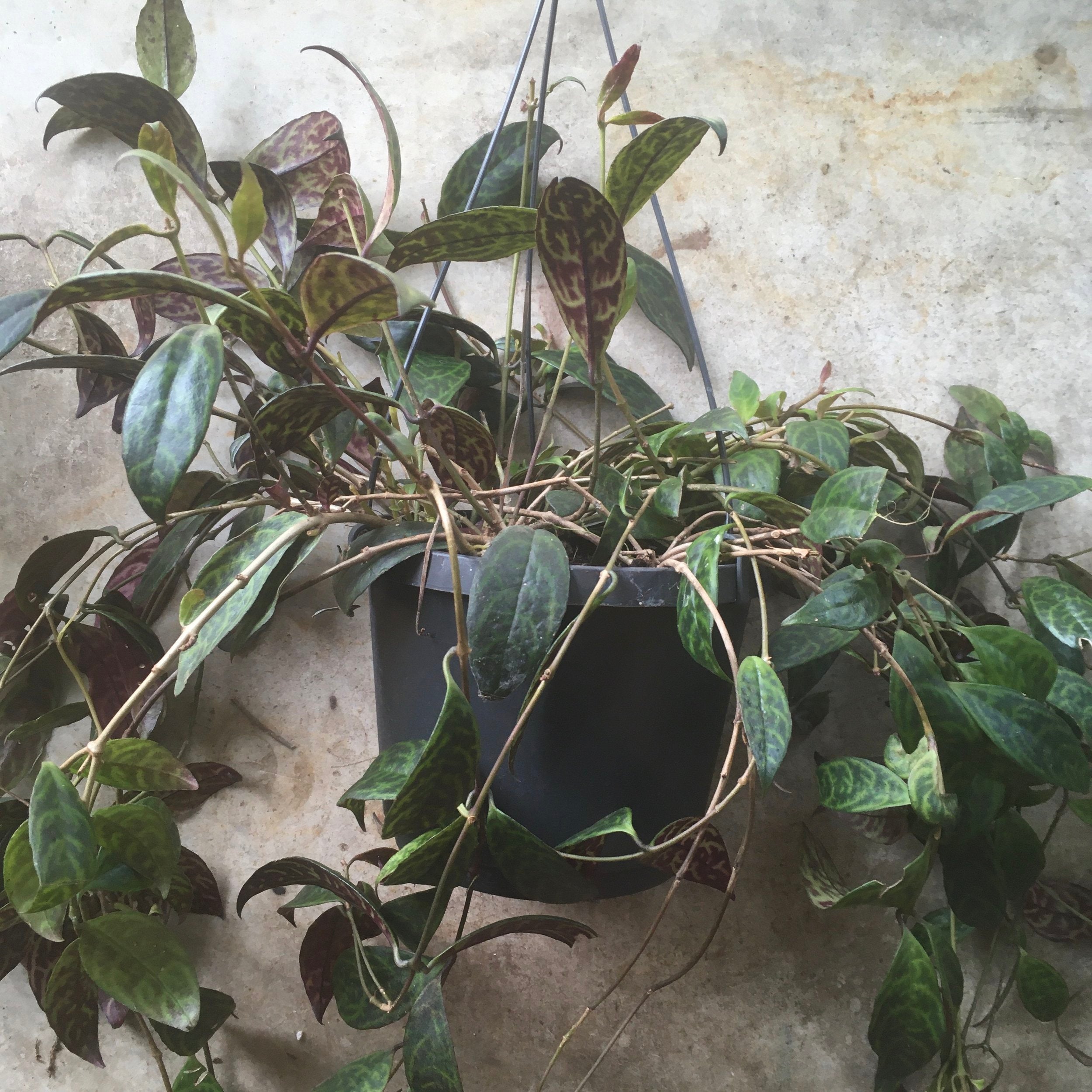 Aeschynanthus marmoratus (Zebra Vine/ Lipstick plant)