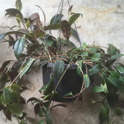 Aeschynanthus marmoratus (Zebra Vine/ Lipstick plant)