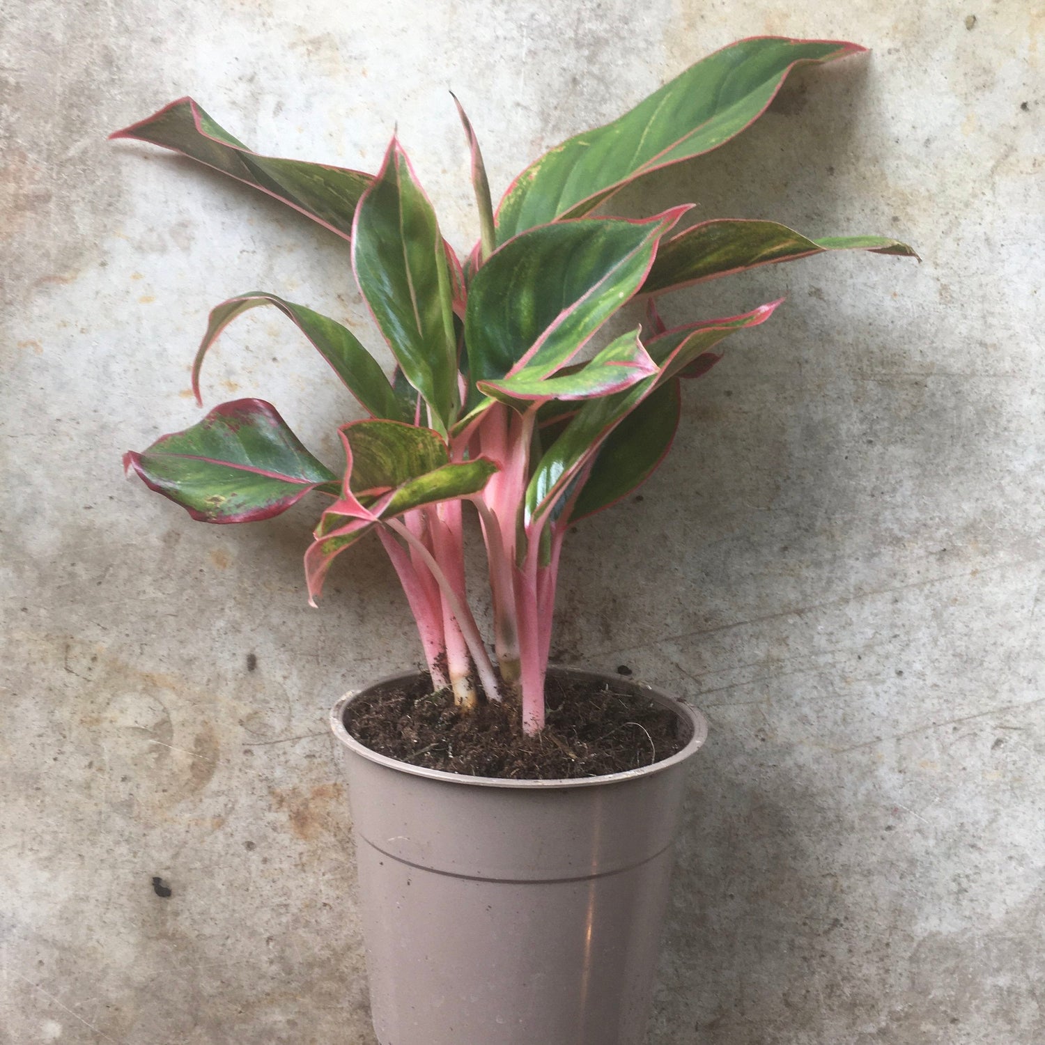 Aglaonema &