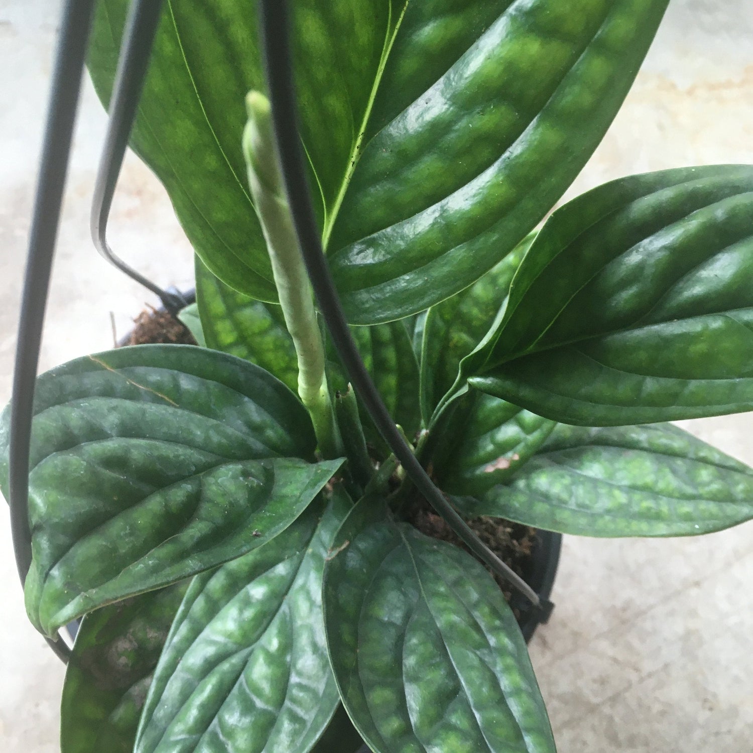 Philodendron karstenianum syn. Monstera Peru / Marble Planet (Various sizes available)