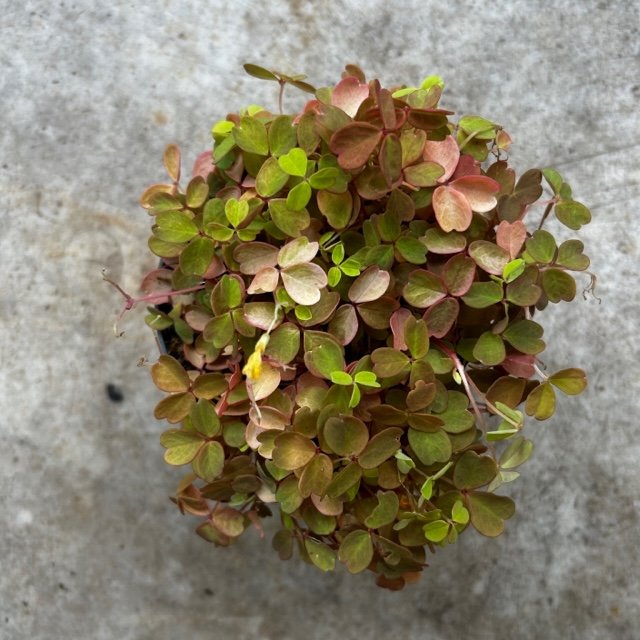 Oxalis spiralis vulcanicola &