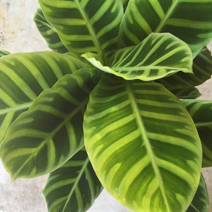 Goeppertia zebrina syn. Calathea zebrina (Zebra Plant/ Prayer Plant)