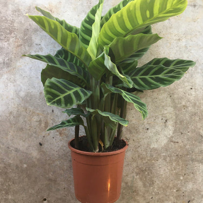 Goeppertia zebrina syn. Calathea zebrina (Zebra Plant/ Prayer Plant)