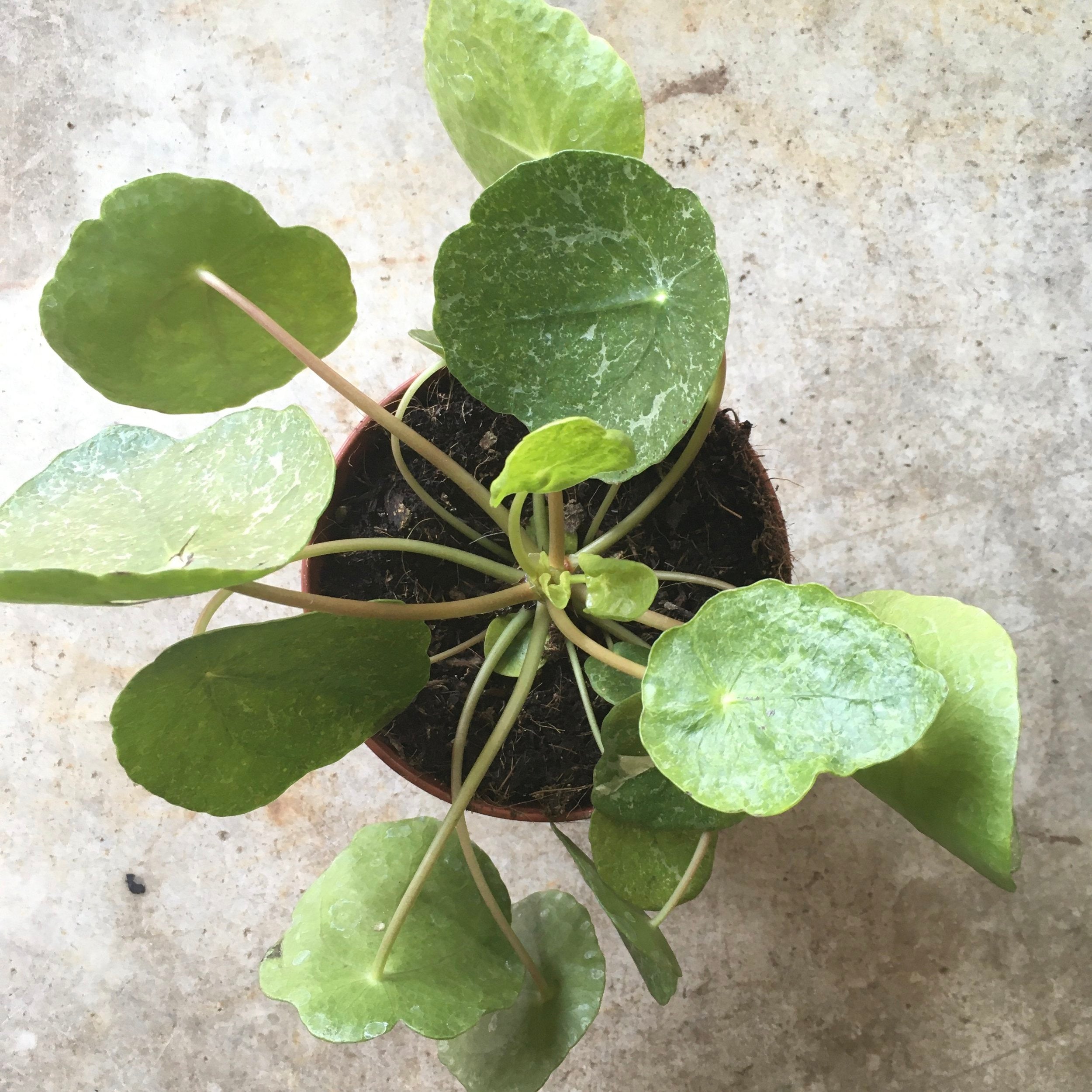 Pilea peperomoides &