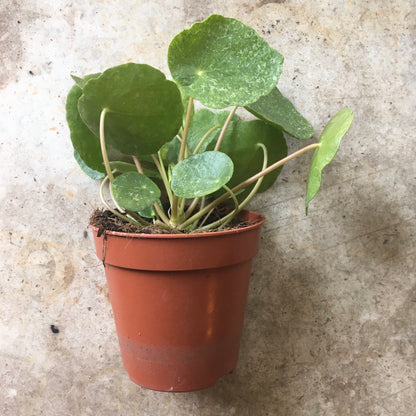 Pilea peperomoides &