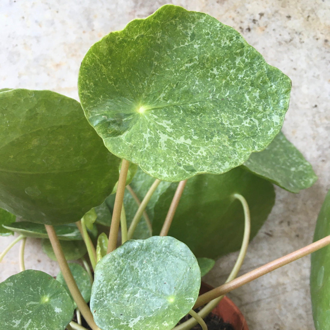 Pilea peperomoides &