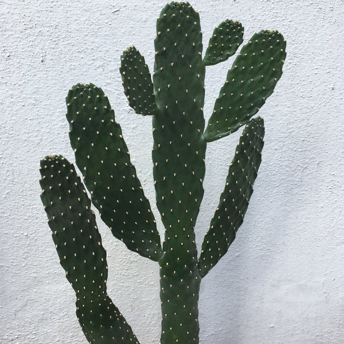 Opuntia rubescens (Prickly pear cactus/ Roadkill cacti)