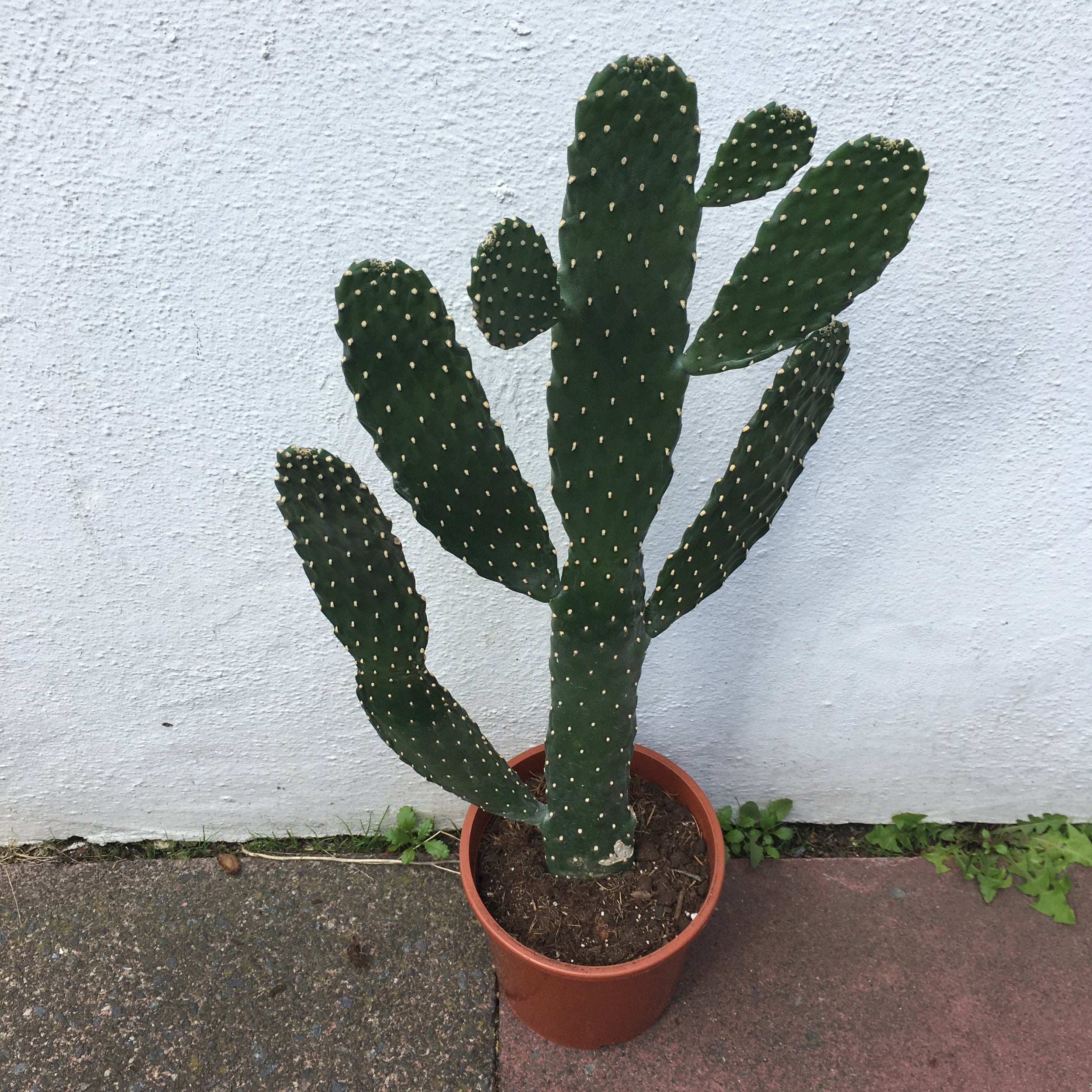 Opuntia rubescens (Prickly pear cactus/ Roadkill cacti)