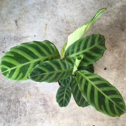 Goeppertia zebrina syn. Calathea zebrina (Zebra Plant/ Prayer Plant)