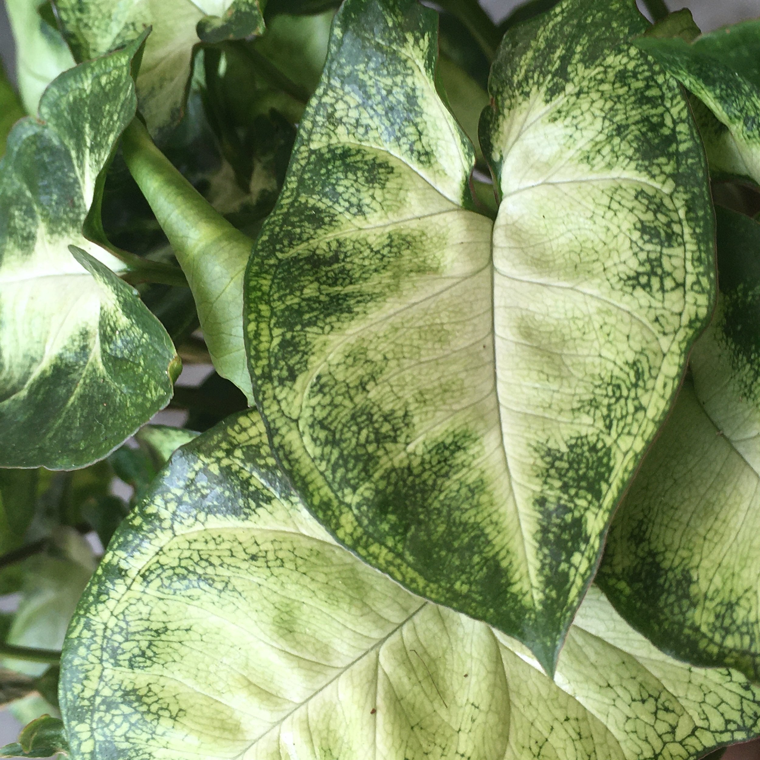 Syngonium podophyllum &