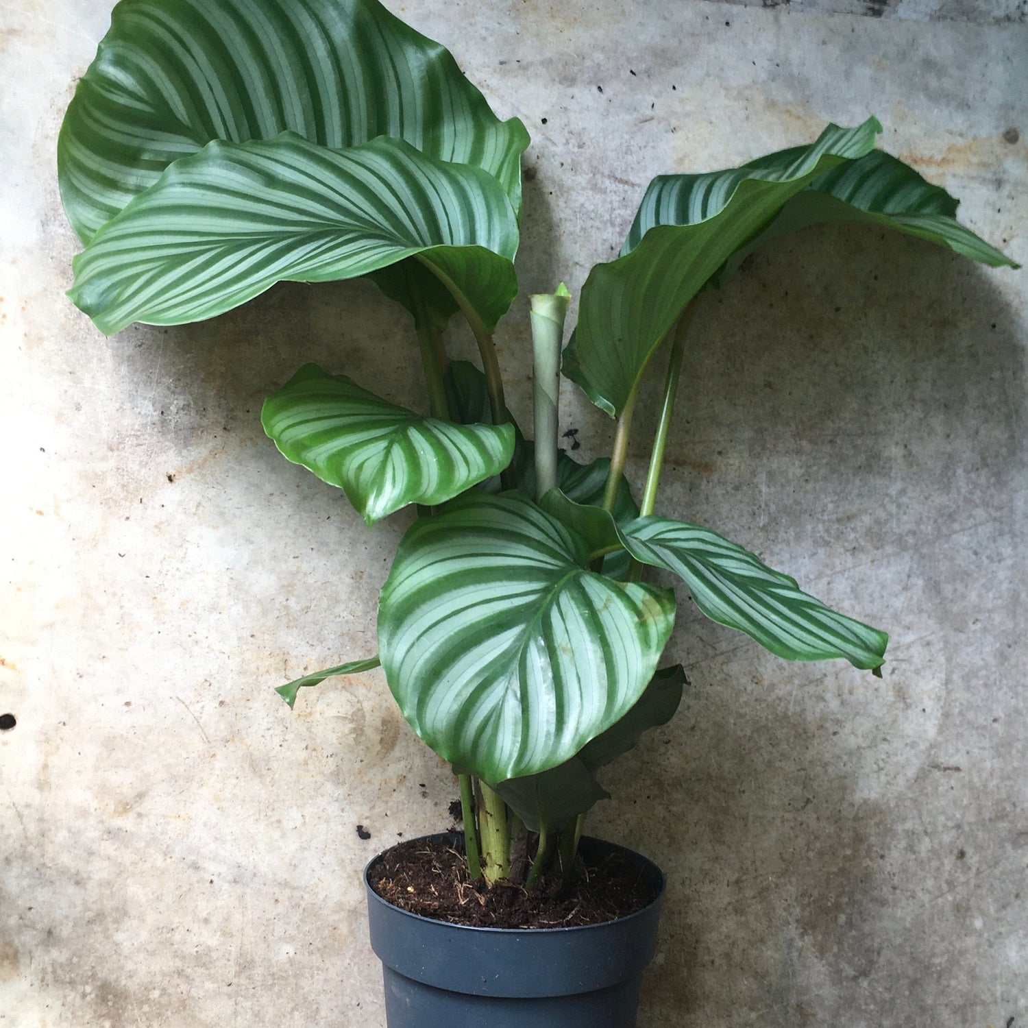 Goeppertia orbifolia syn. Calathea orbifolia (Prayer Plant)