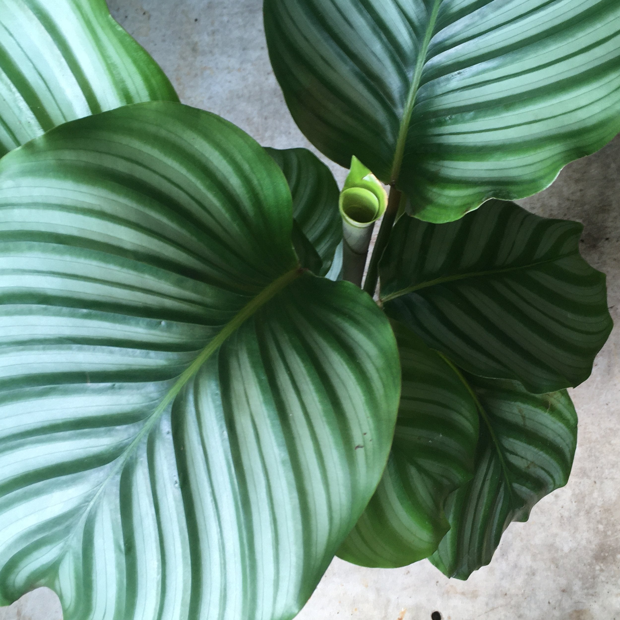 Goeppertia orbifolia syn. Calathea orbifolia (Prayer Plant)