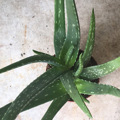 Aloe vera (Succulent plant)