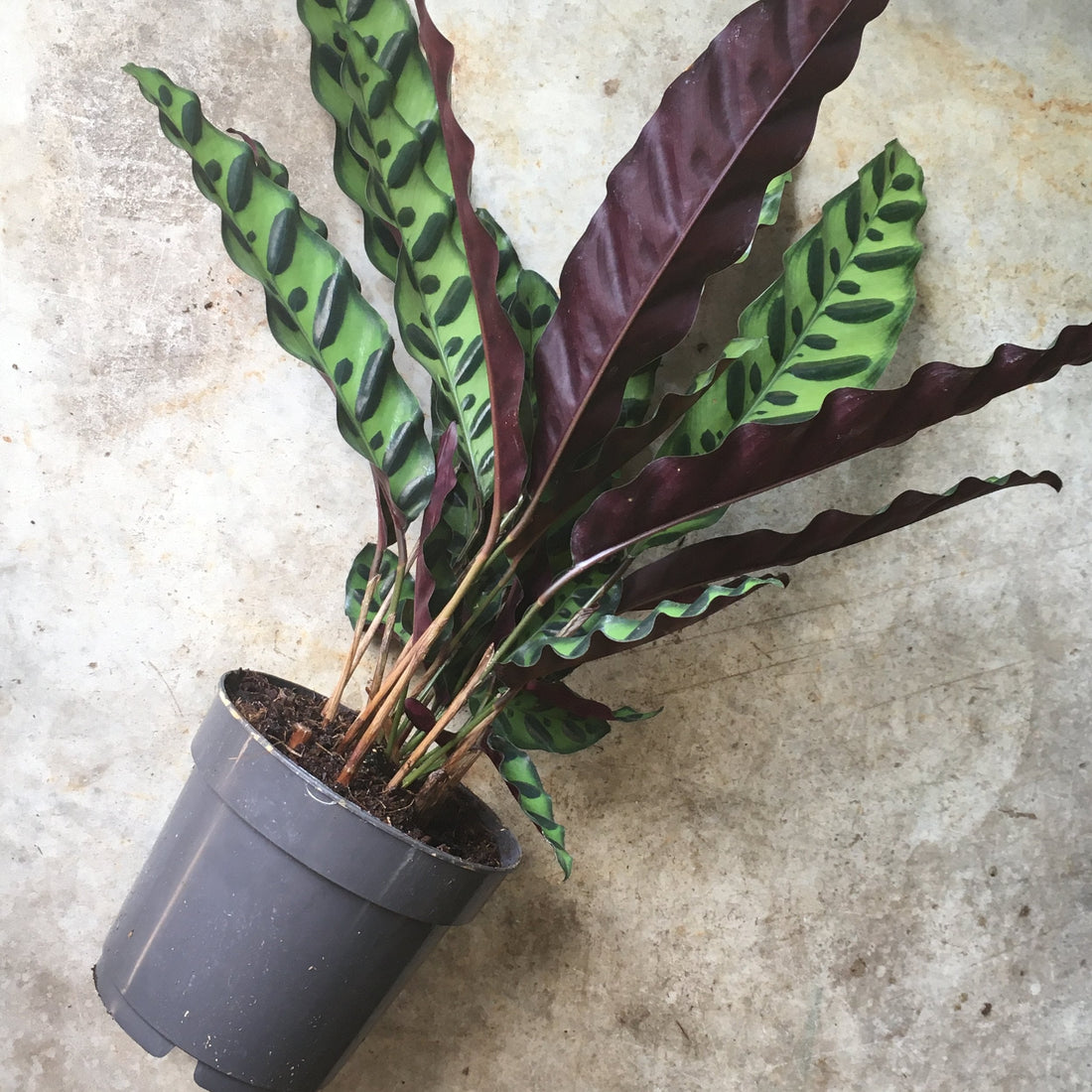 Goeppertia insignis syn. Calathea lancifolia (Rattlesnake plant/ Prayer Plant)